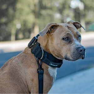 Spark Paws: Tactical Collars Sz M